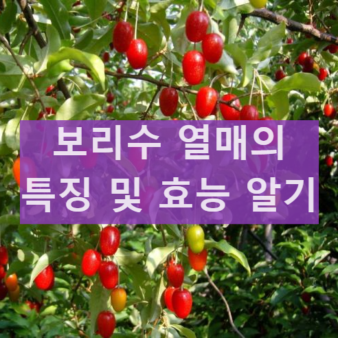 보리수열매 먹는법 효능과 부작용 독성 알아보기