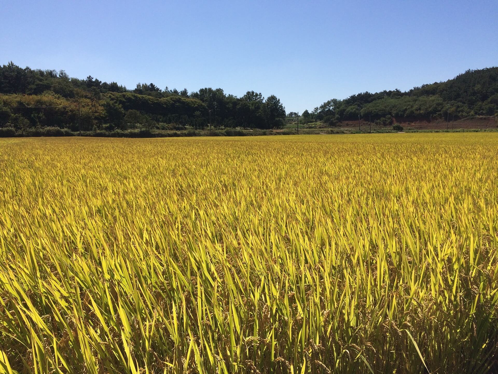 충청남도 농어민수당 신청