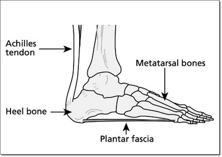 족저근막과 아킬레스건이 나와있는 그림