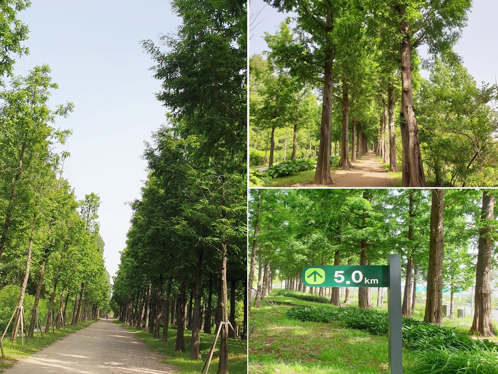 하늘공원약1.0km의메타쉐쿼이아숲길과5.0km안내표지판이미지