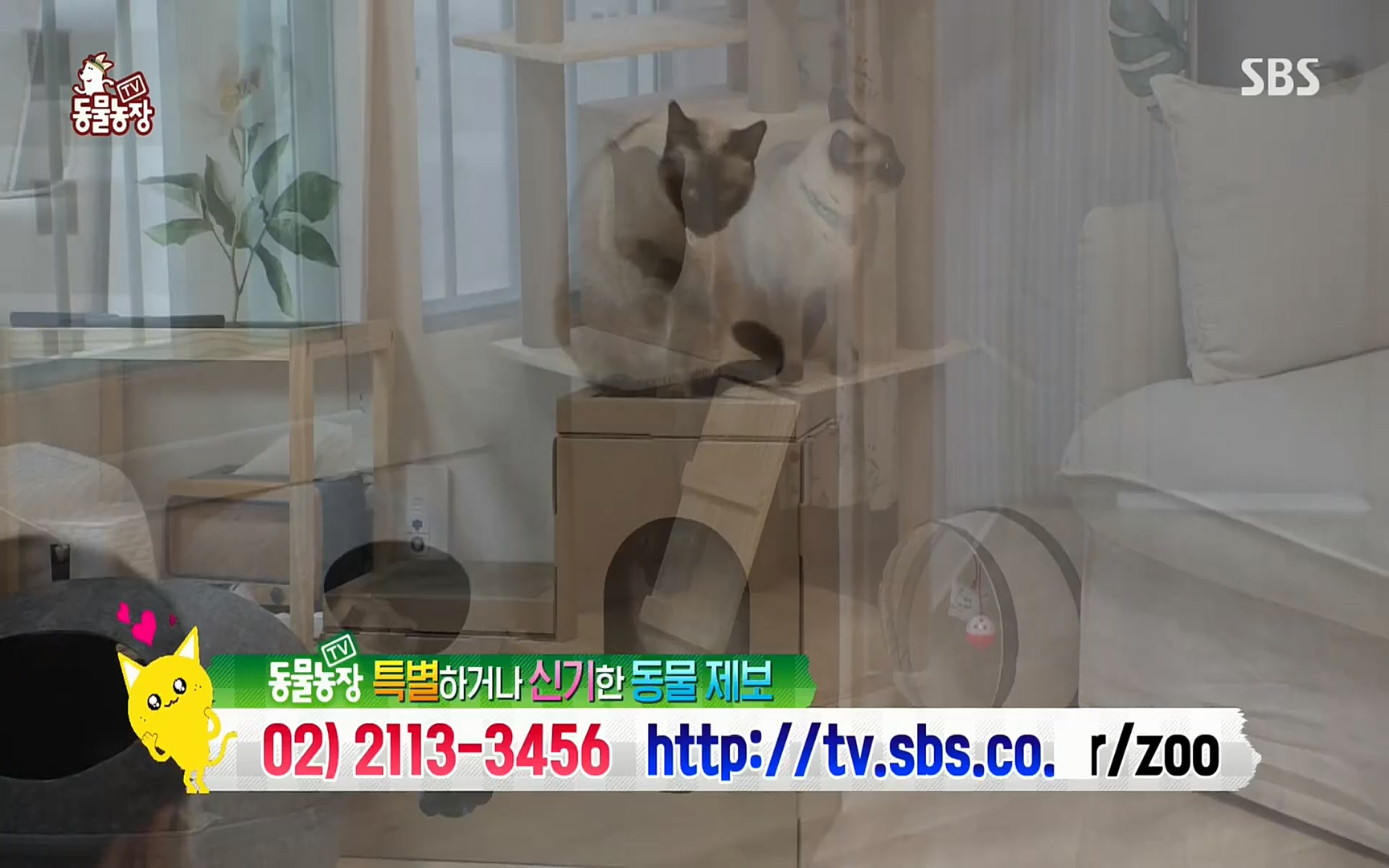 TV 동물농장.E1067.220501p.H264-F1RST.mp4_20220501_185013.666.jpg