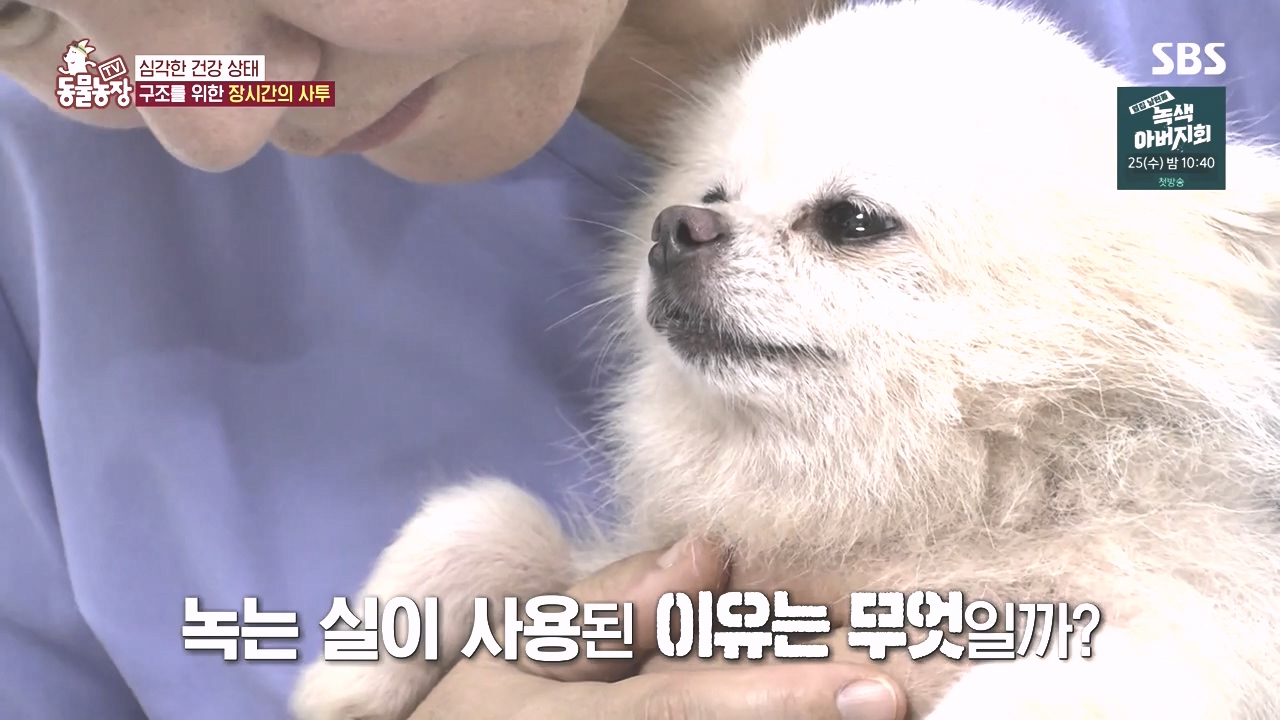TV 동물농장.E1142.231023p-NEXT.mp4_20231022_172905.413.jpg