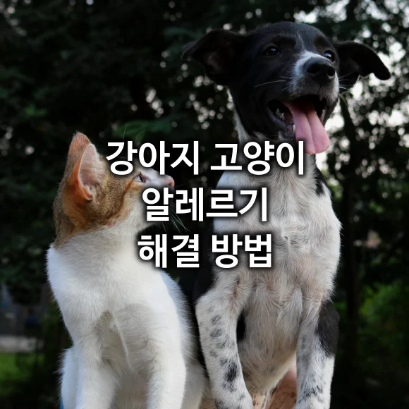 강아지 고양이 알레르기 해결 방법