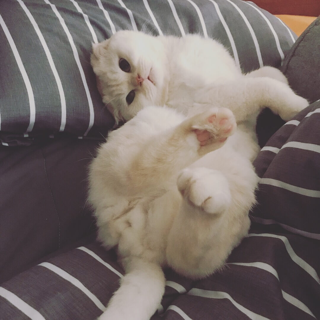 귀여운 고양이