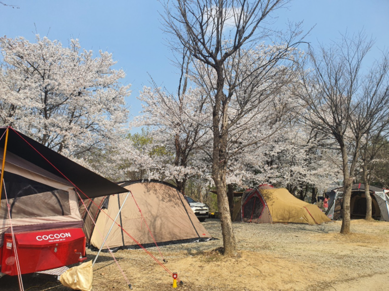 연천 평화강변 수목캠핑장 벚꽃