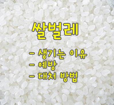 쌀벌레-이유-대처방법