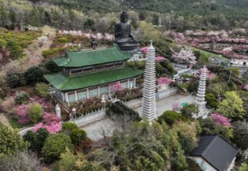 서부해당화축제