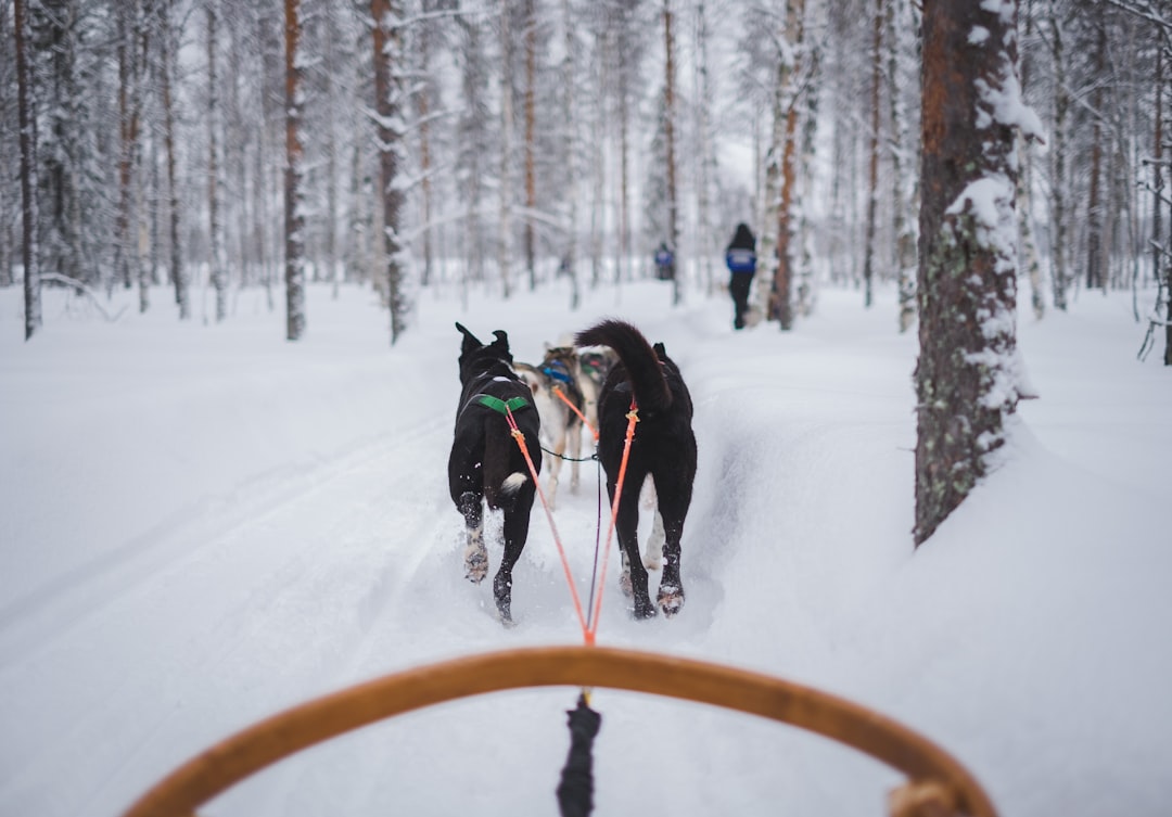 Sledding