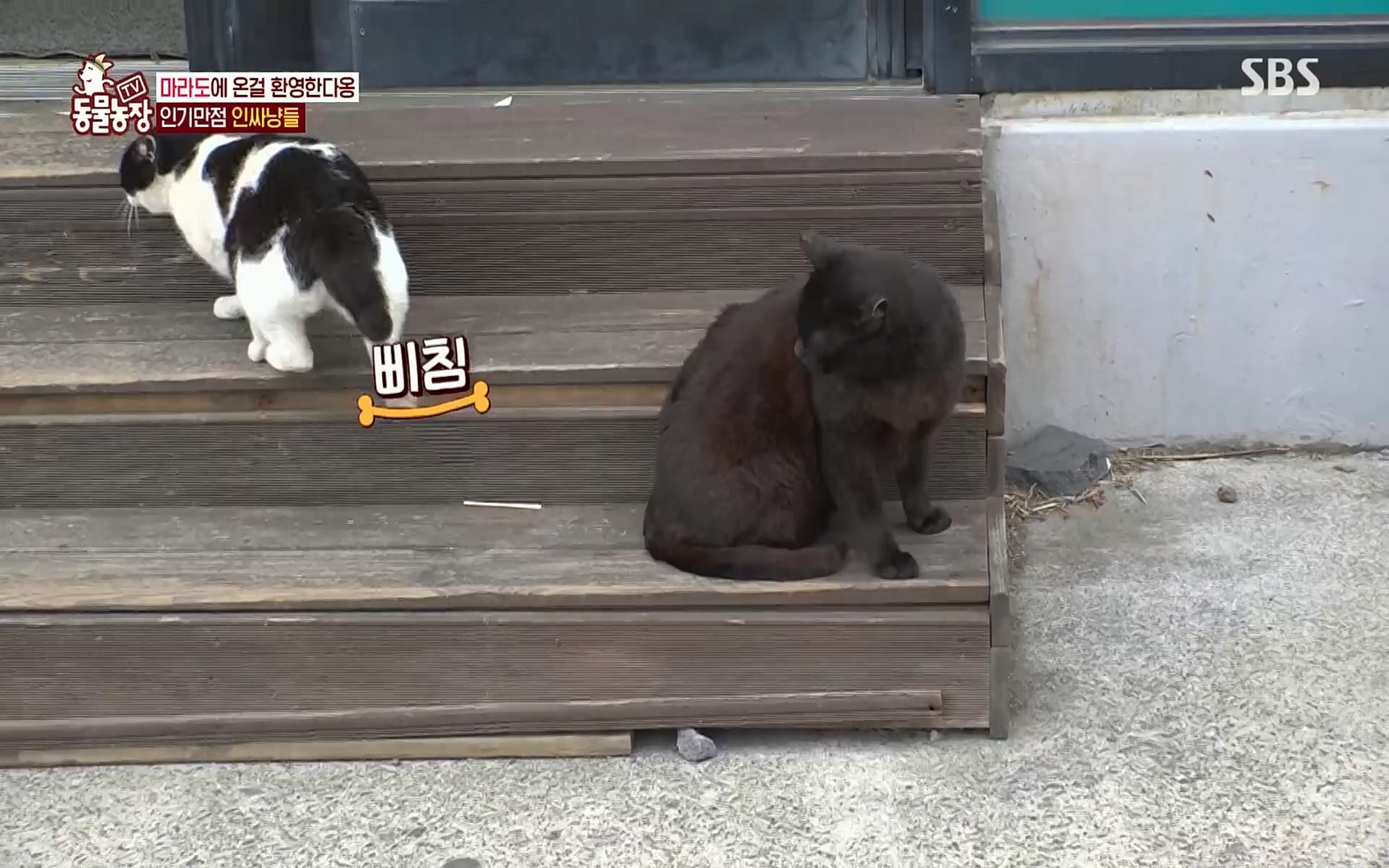 TV 동물농장.E1077.220710p.H264-F1RST.mp4_20220710_175426.900.jpg