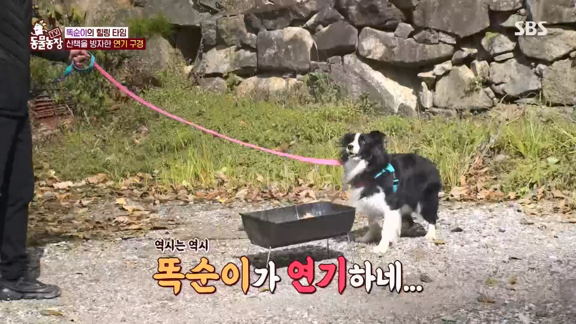 TV 동물농장.E1148.231203p.H264-F1RST.mp4_20231203_181431.049.jpg