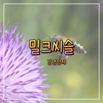  밀크시슬: 간 건강의 수호자