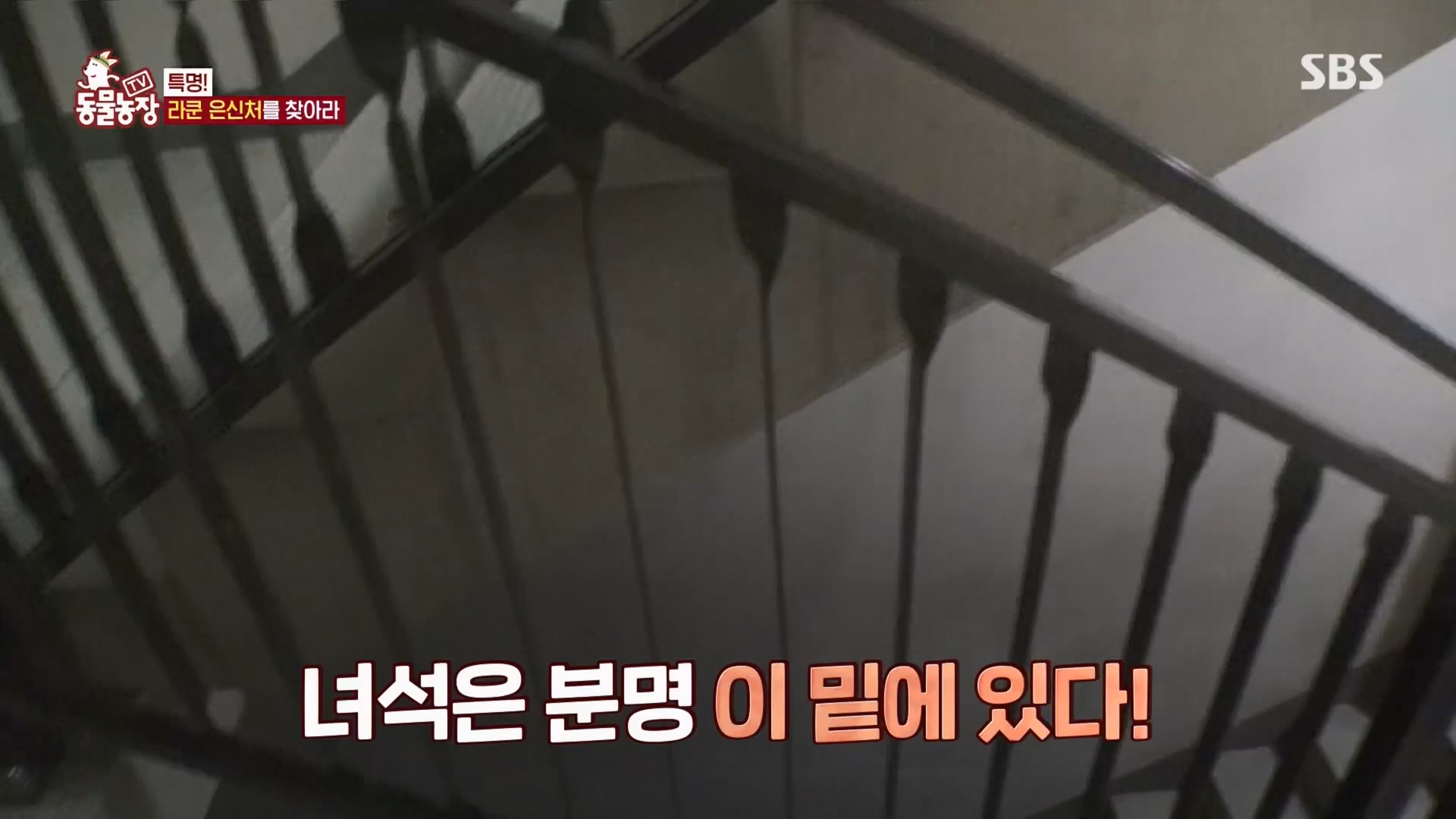 TV 동물농장.E1170.240505p.H264-F1RST.mp4_20240505_153759.969.jpg