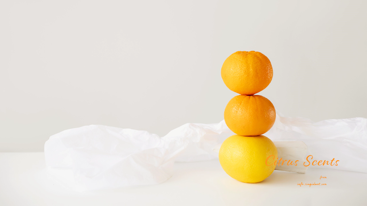 04 오렌지 3개 C - Citrus Scents 주황색배경화면