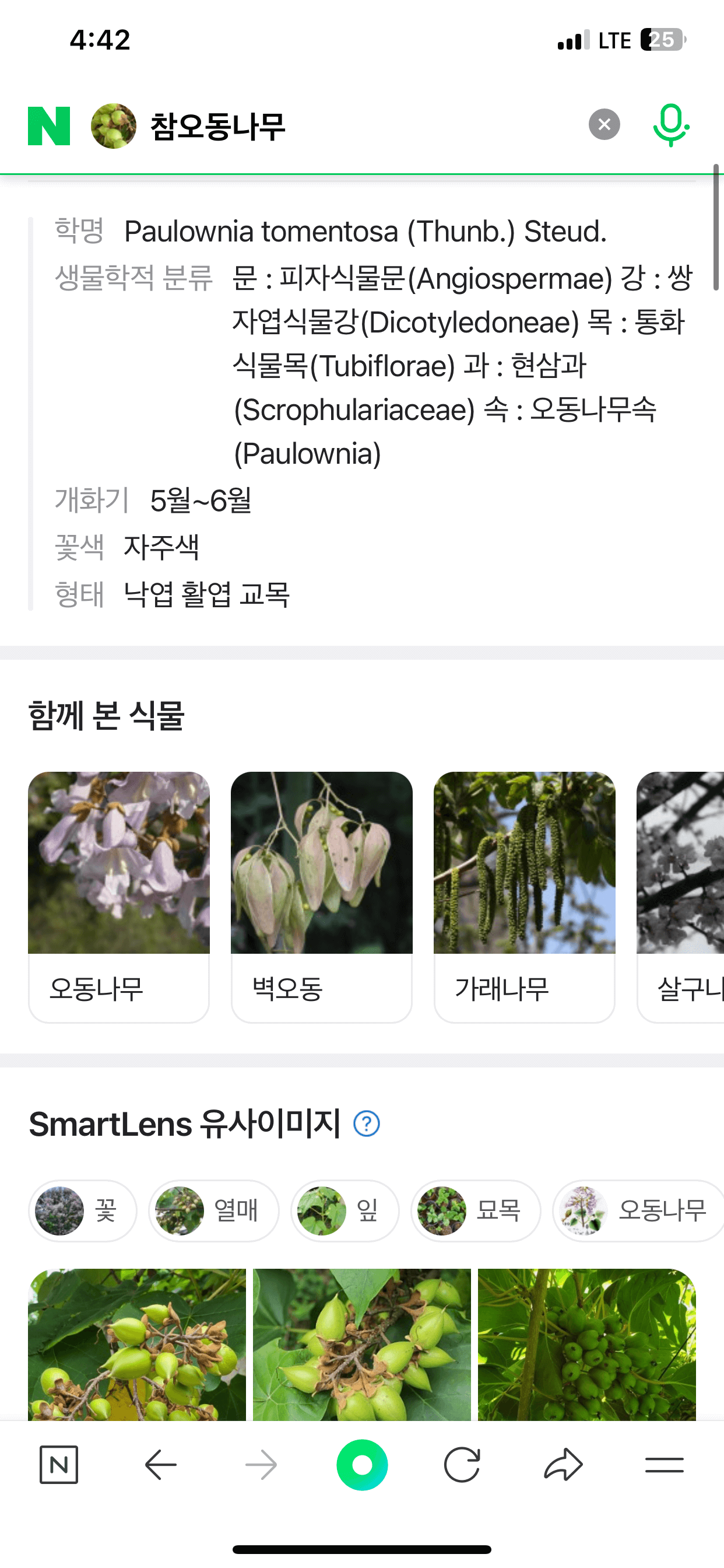 참오동 나무에 대한 상세 정보 - 스마트렌즈 유사 이미지 - 함께 본 식물 정보 나열