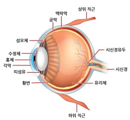 망막