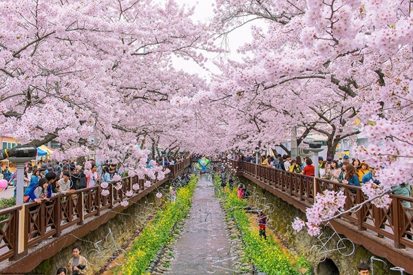 진해 군항제 벚꽃축제 안내 (2023 최신버전) 36