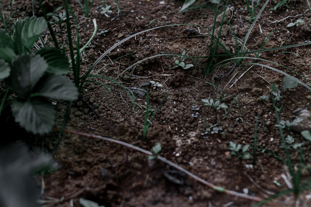 Soil.