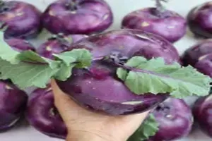 콜라비