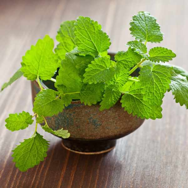 레몬 밤(Lemon Balm)