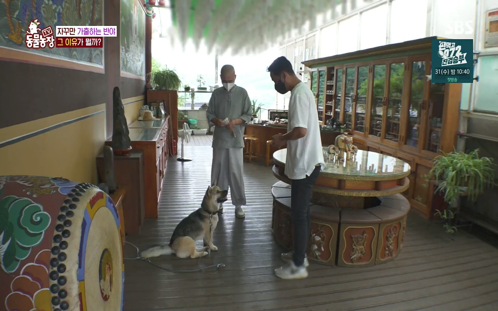 TV 동물농장.E1083.220821p.H264-F1RST.mp4_20220821_183710.485.jpg