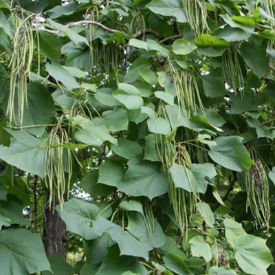 Gae Paulownia-이미지