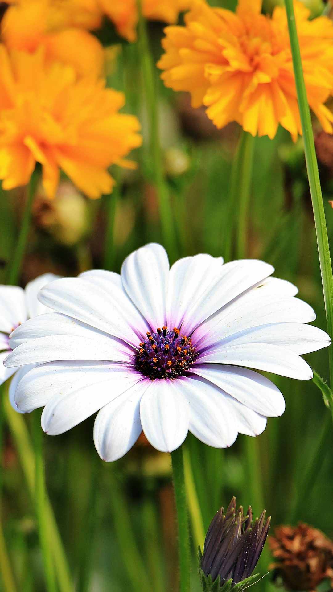 Daisy Flower iPhone Wallpaper