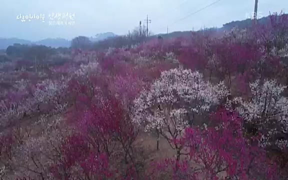 다큐 인사이트 - KBS인생정원 - 붉은 매화가 피면] 봄이면 가장 먼저, 그리고 가장 붉게 피어나는 강인한 소성의 매화.ts_20220818_205200.985.jpg
