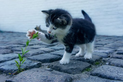 고양이 사진