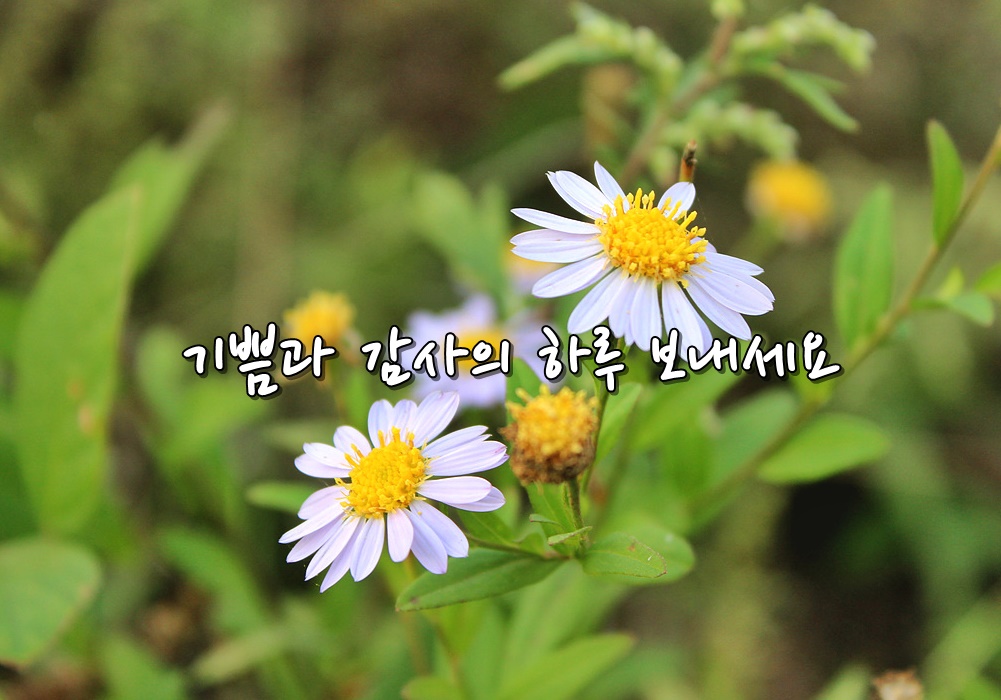 천사의양식 이미지