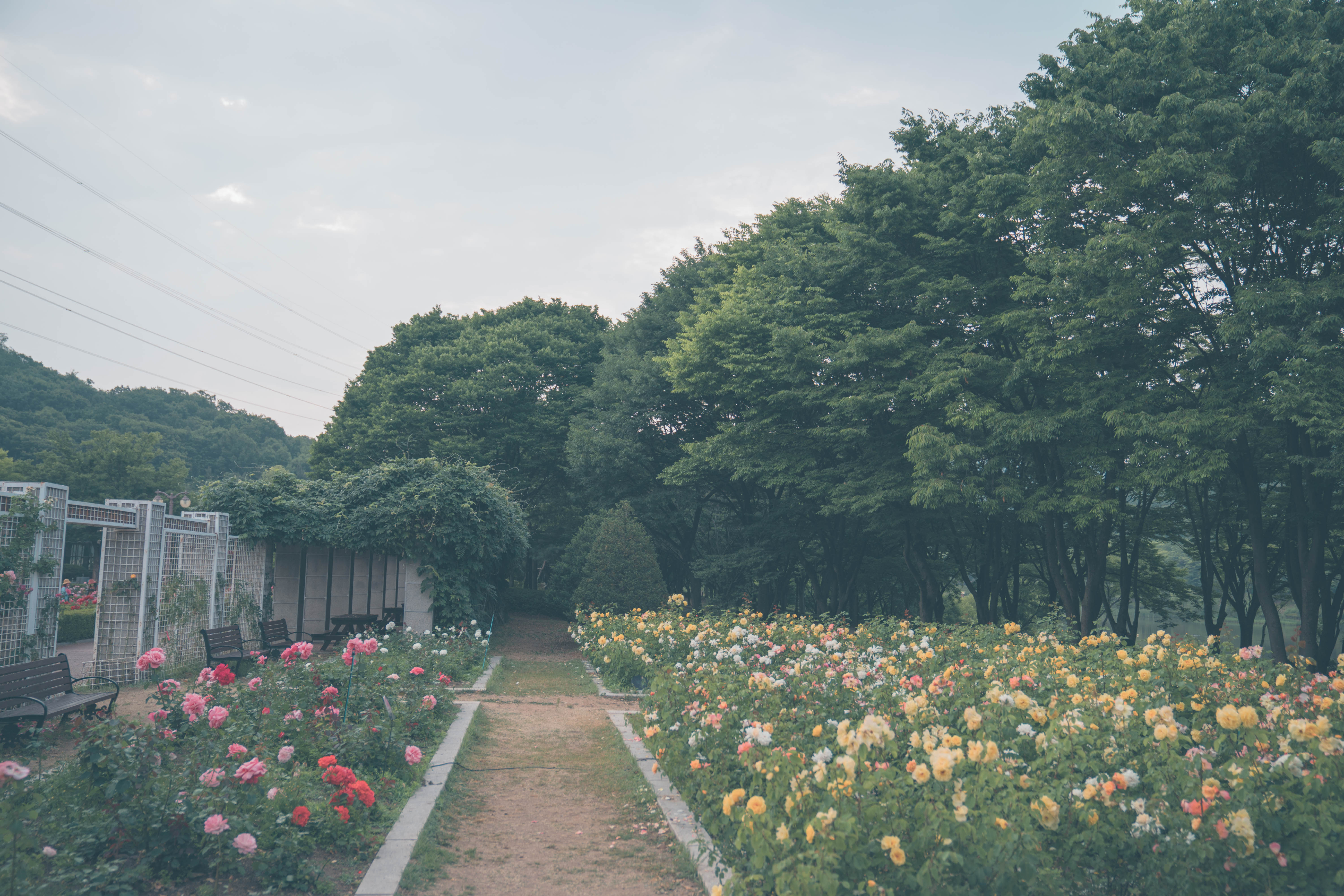 인천대공원 장미원