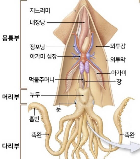  문어 오징어 낙지 주꾸미 꼴뚜기 한치 다리개수 구분법
