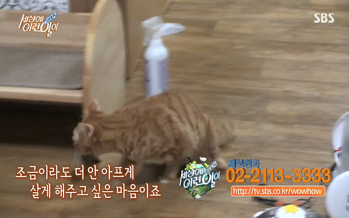 순간포착 세상에 이런일이.E1173.220330p-NEXT.mp4_20220330_174826.559.jpg