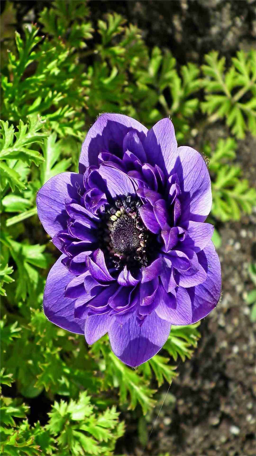 Anemone Flower iPhone Wallpaper