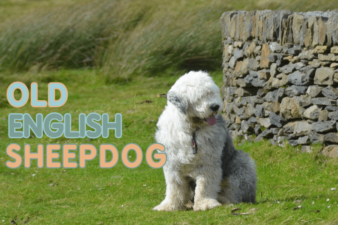 Old English Sheepdog