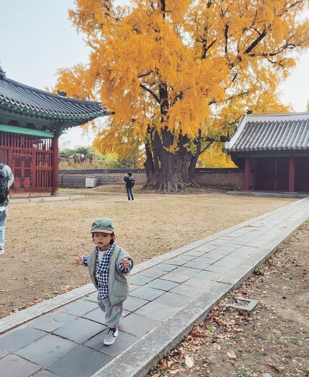 성균관대학교 은행나무