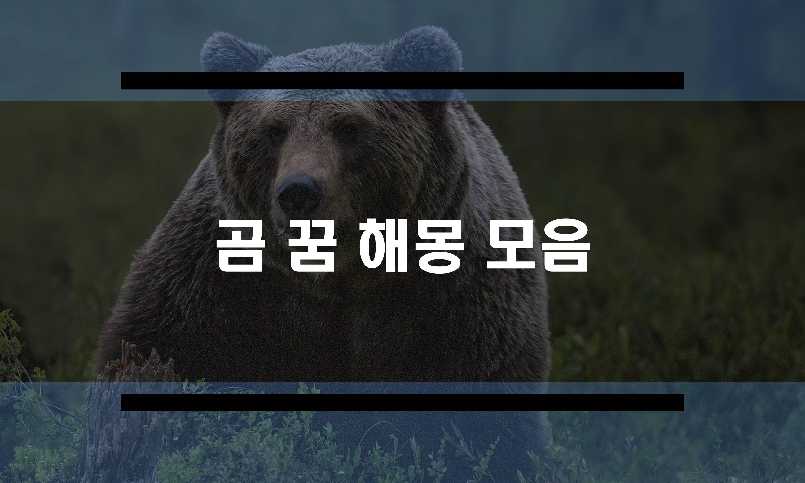  새끼곰 꿈, 곰태몽 등 꿈풀이 모음