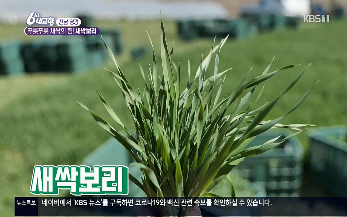 6시 내고향.E7510.220414p.H264-F1RST.mp4_20220419_182458.046.jpg