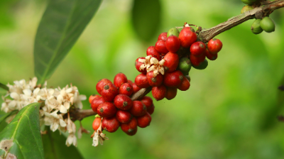 커피 열매