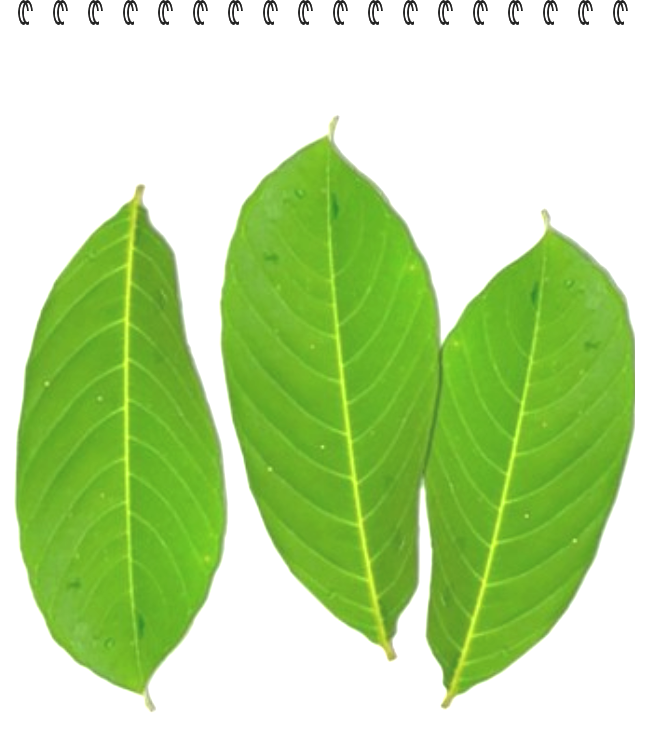 바나바잎효능