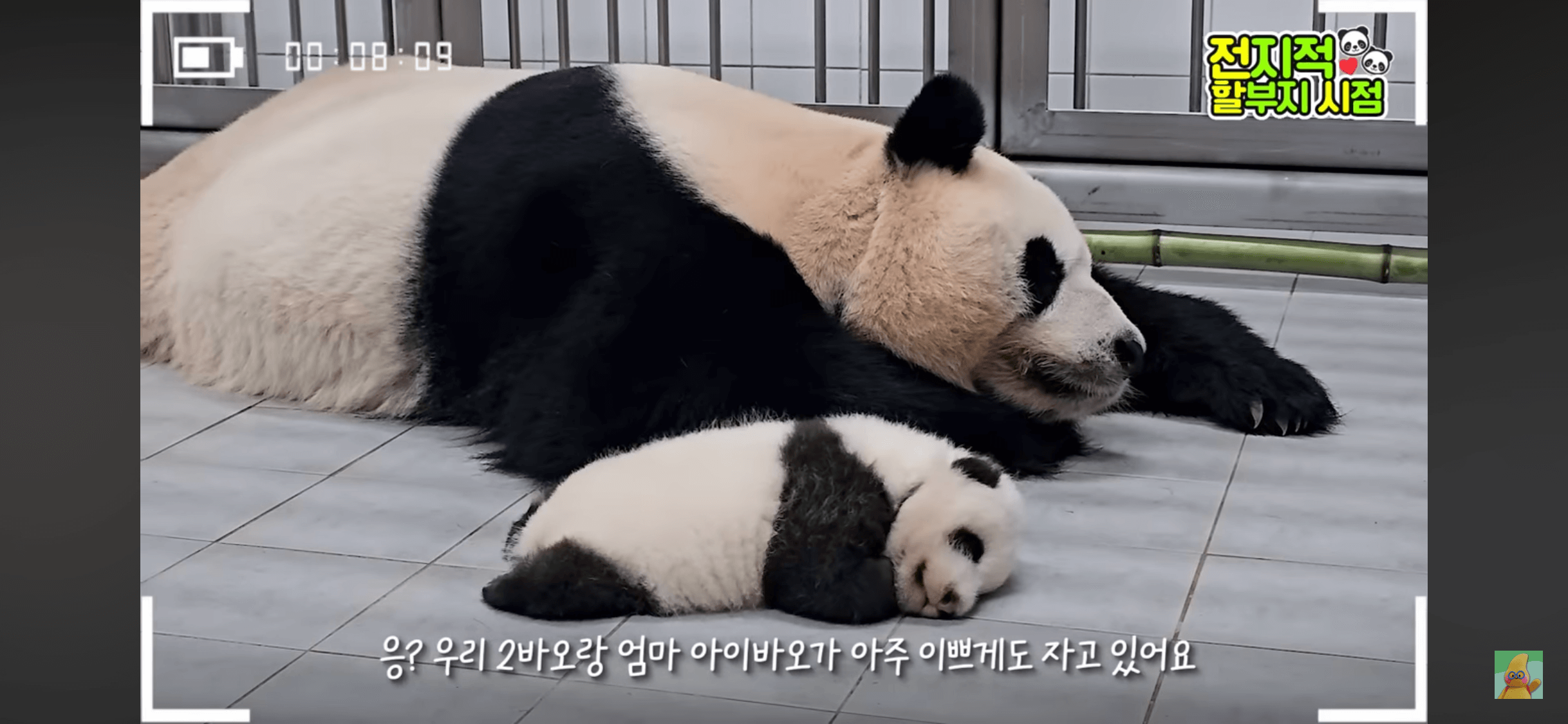 예쁜 아이바오 옆에서 잠든 예쁜 2바오