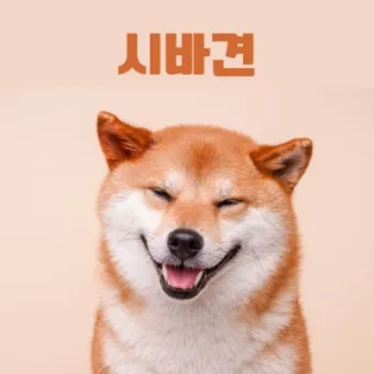 시바견 분양 가격 성격 몸무게 장단점 털빠짐_18