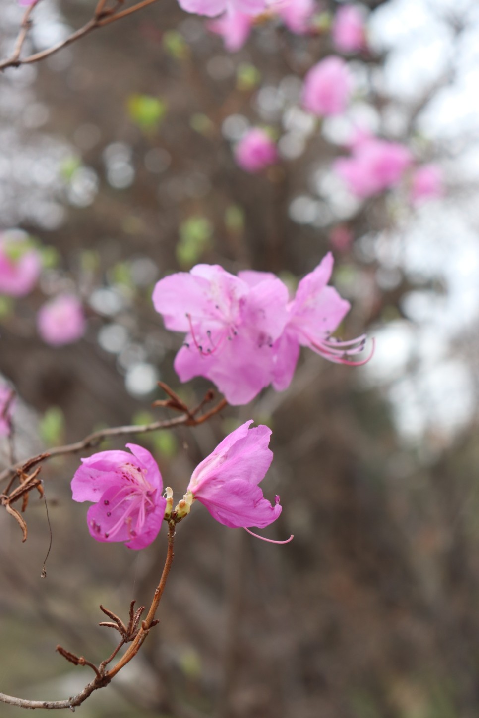 홍릉시험림(홍릉수목원) #페이지 토.일요일서울가볼만한곳 33