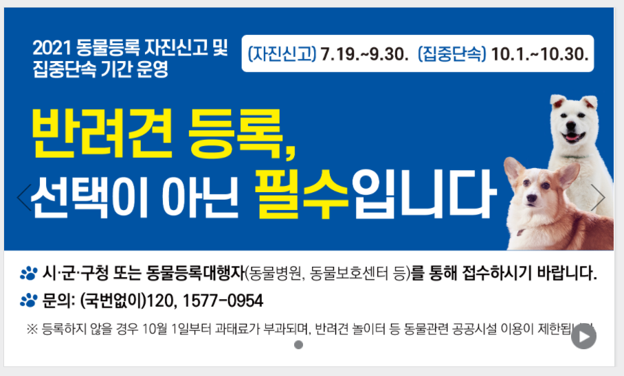  동물보호시스템에서 동물등록 자진신고 알아보기