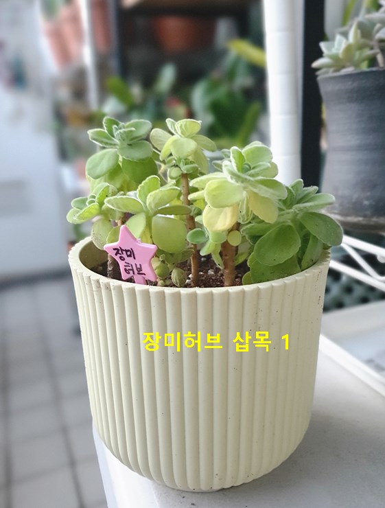 장미허브 삽목 1