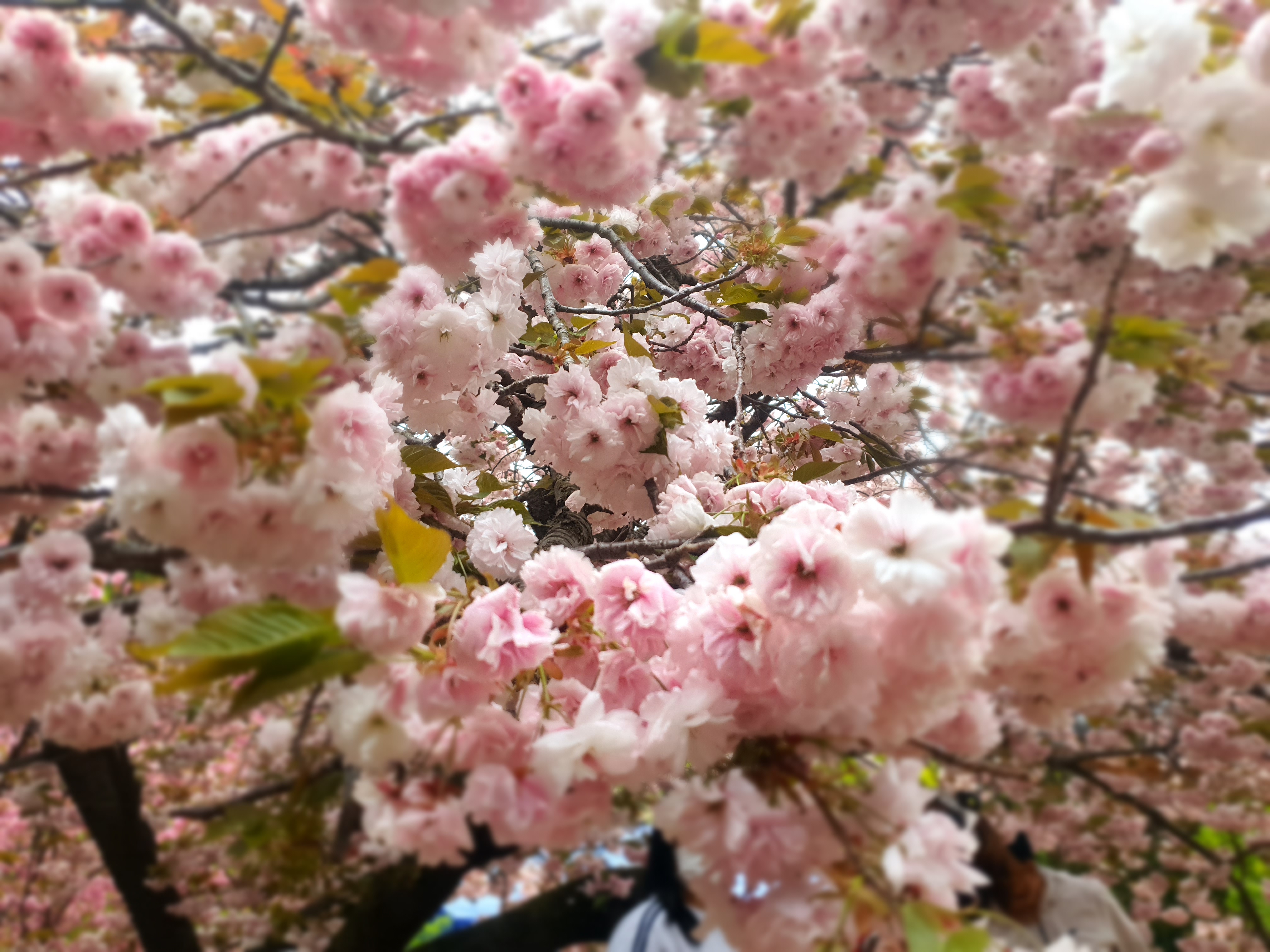 개심사 청벚꽃 겹벚꽃 왕벚꽃