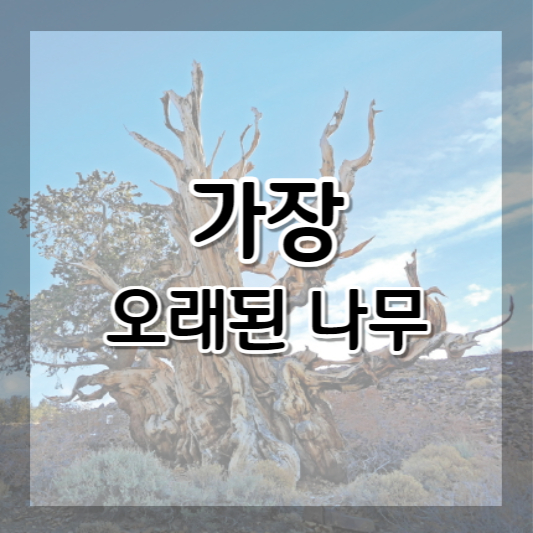 가장 오래된 나무