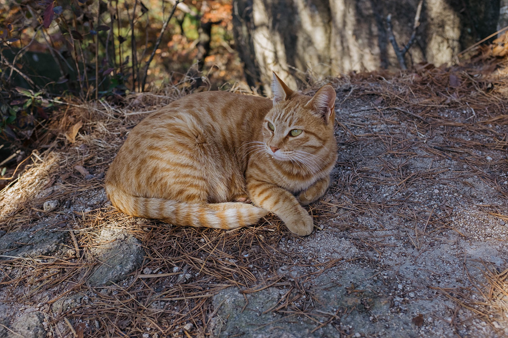 줄무늬가 있는 갈색 고양이가 또아리를 틀고 땅에 앉아 있다.