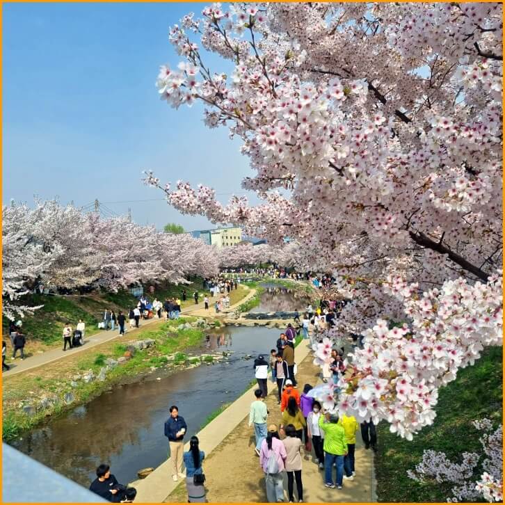 원성동 벚꽃나무