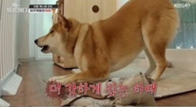 하태 시바견 개는 훌륭하다 고민견 하태 시바견강형욱 13개월 아기와 8