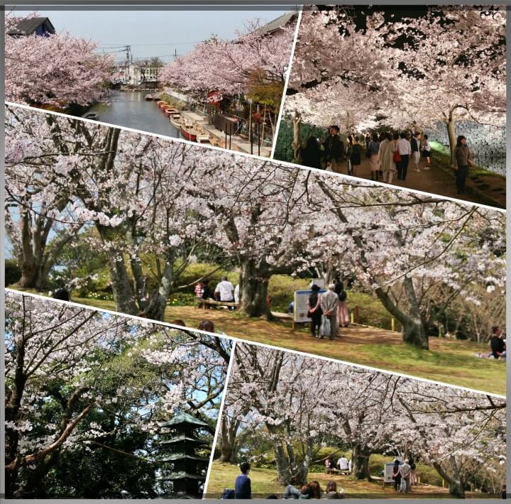 후쿠오카벚꽃여행명소